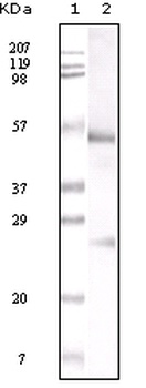 FCGR2A Antibody