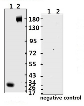 SARS-CoV-2 (COVID-19) Spike RBD Monoclonal Antibody [B003]
