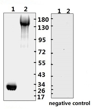 SARS-CoV-2 (COVID-19) Spike RBD Monoclonal Antibody [B001] (azide free)
