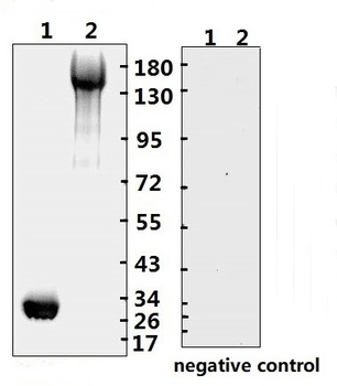 SARS-CoV-2 (COVID-19) Spike RBD Monoclonal Antibody [B001]
