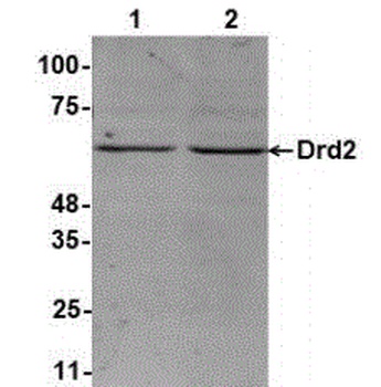 Drd2 Antibody