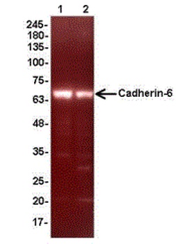 CDH6 Antibody
