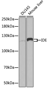 IDE Antibody