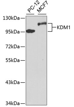 KDM1A Antibody