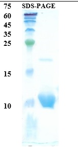 Interleukin 8 Recombinant Protein