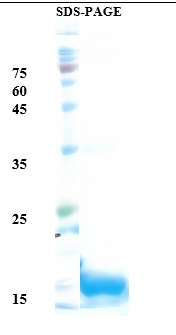 Interleukin 5 Recombinant Protein