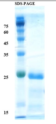 Interleukin 10 Recombinant Protein