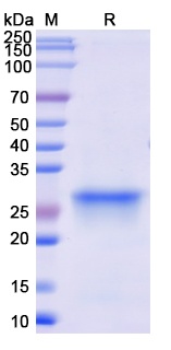 Monkeypox virus/MPXV D14L Recombinant Protein