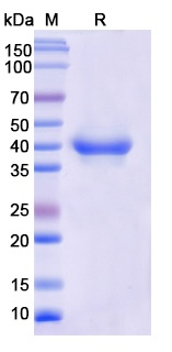 Monkeypox virus/MPXV B6R/SL-159 Recombinant Protein
