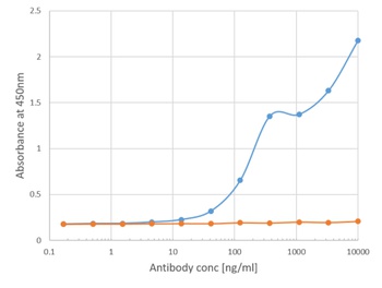 Bet v 1 Antibody [BV16], Rabbit IgG