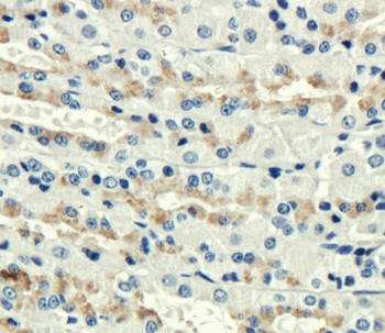 CR1 Antibody