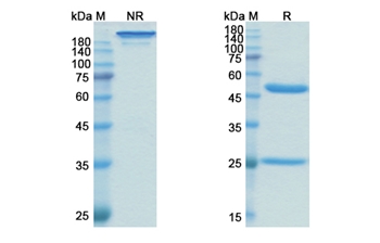 Oregovomab (MUC16/CA125) - Research Grade Biosimilar Antibody
