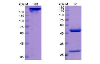 Orilanolimab (FCGRT) - Research Grade Biosimilar Antibody
