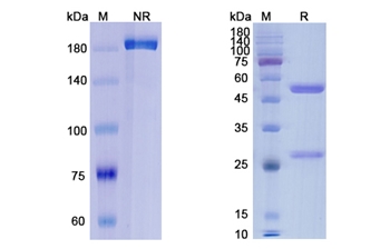Orticumab (oxLDL) - Research Grade Biosimilar Antibody