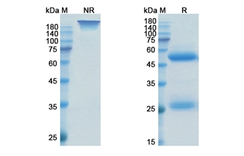 Otilimab (CSF2/GM-CSF) - Research Grade Biosimilar Antibody