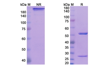 Ozanezumab (RTN4/NOGO) - Research Grade Biosimilar Antibody