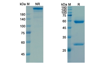 Pamrevlumab (CTGF/IGFBP-8) - Research Grade Biosimilar Antibody