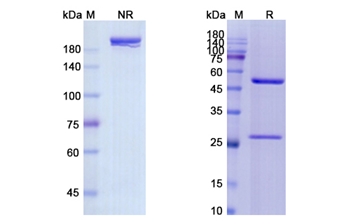 Panitumumab (EGFR) - Research Grade Biosimilar Antibody