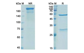 Parsatuzumab (EGFL7) - Research Grade Biosimilar Antibody