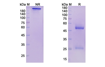 Pepinemab (SEMA4D) - Research Grade Biosimilar Antibody