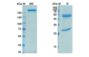 Petosemtamab (EGFR/ERBB1/LGR5) - Research Grade Biosimilar Antibody