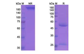 Plozalizumab (CCR2/CD192) - Research Grade Biosimilar Antibody