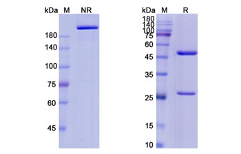 Polatuzumab Vedotin (CD79B) - Research Grade Biosimilar Antibody