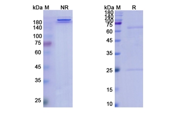 Ponezumab (APP Abeta40) - Research Grade Biosimilar Antibody
