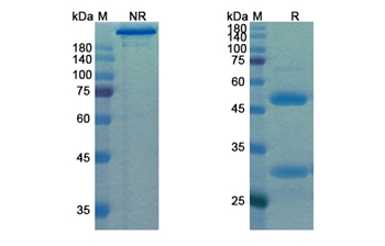 Praluzatamab (ALCAM/CD166) - Research Grade Biosimilar Antibody