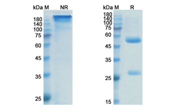 Prasinezumab (SNCA) - Research Grade Biosimilar Antibody