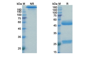 Prezalumab (ICOSLG/B7-H2/B7RP-1/CD275) - Research Grade Biosimilar Antibody