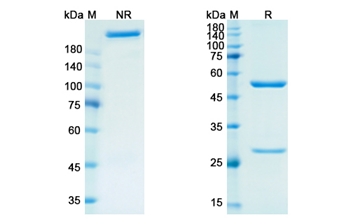 Priliximab (CD4) - Research Grade Biosimilar Antibody