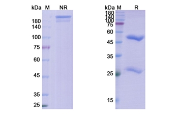 Pritoxaximab (shiga toxin type 1 B subunit) - Research Grade Biosimilar Antibody