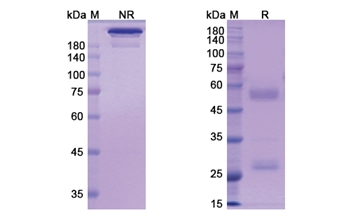 Pritumumab (VIM ) - Research Grade Biosimilar Antibody