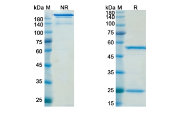Quetmolimab (CX3CL1) - Research Grade Biosimilar Antibody