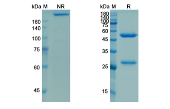 Racotumomab (Idiotope of anti-(N-glycolylneuraminic acid (NeuGc,NGNA) -gangliosides GM3) Mus musculus IgM-kappa monoclonal antibody P3) - Research Grade Biosimilar