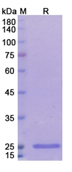 Radretumab (FN EDB) - Research Grade Biosimilar Antibody