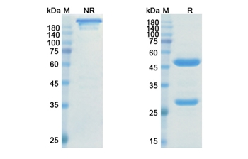 Ranevetmab (NGF/NGFB) - Research Grade Biosimilar Antibody
