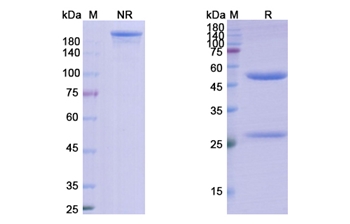 Ravagalimab (CD40/TNFRSF) - Research Grade Biosimilar Antibody