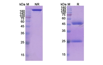 Refanezumab (MAG/SIGLEC-4A) - Research Grade Biosimilar Antibody