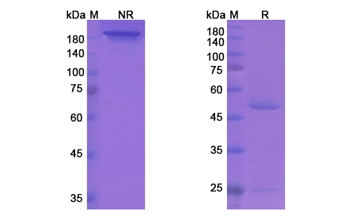 Regavirumab (HCMV) - Research Grade Biosimilar Antibody
