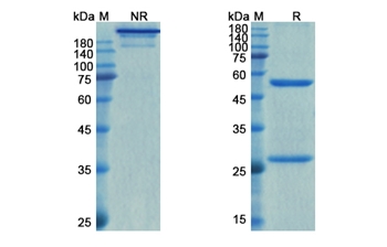 Relfovetmab (NGF/NGFB) - Research Grade Biosimilar Antibody