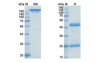 Rilotumumab (HGF) - Research Grade Biosimilar Antibody