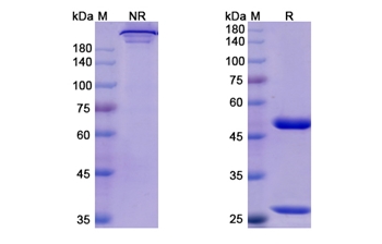 Risankizumab (IL23A) - Research Grade Biosimilar Antibody