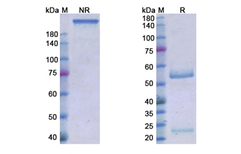 Roledumab (RHD) - Research Grade Biosimilar Antibody