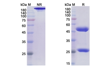 Rolinsatamab (PRLR) - Research Grade Biosimilar Antibody