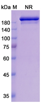 Romilkimab (IL13/IL4) - Research Grade Biosimilar Antibody