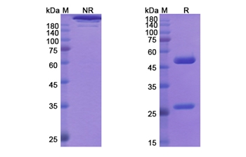 Rontalizumab (IFNA1) - Research Grade Biosimilar Antibody