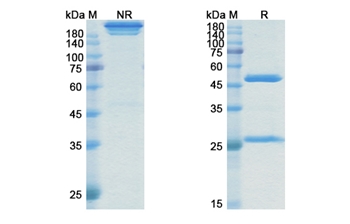 Rosmantuzumab (RSPO3) - Research Grade Biosimilar Antibody