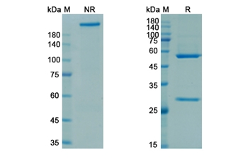 Rozanolixizumab (FCGRT) - Research Grade Biosimilar Antibody